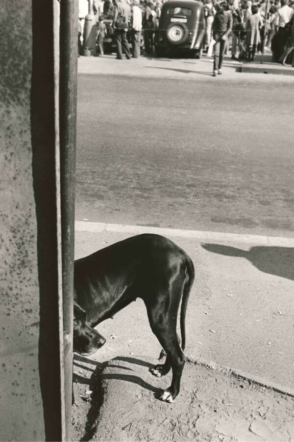 František Dostál, soubor: Psi a lidé (1975–80), Zbraslav